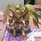 Bandai  Blind Box Original Wing Zero Ew Qmsv-mini Seriestrendy Figure Mystery Box Gratis Model Toy Collection Gift